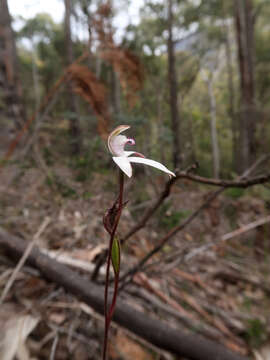 Image of Caladenia gracilis R. Br.