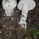 Image of Amanita longipes Bas ex Tulloss & D. T. Jenkins 1985