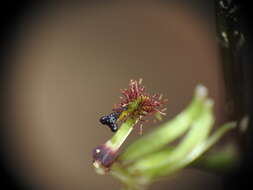 Plancia ëd Arthrochilus irritabilis F. Muell.