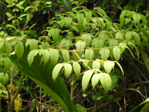 Image of Aralia armata (Wall. ex G. Don) Seem.