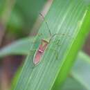 Image of Homoeocerus (Anacanthocoris) walkeri Kirby & W. F. 1892