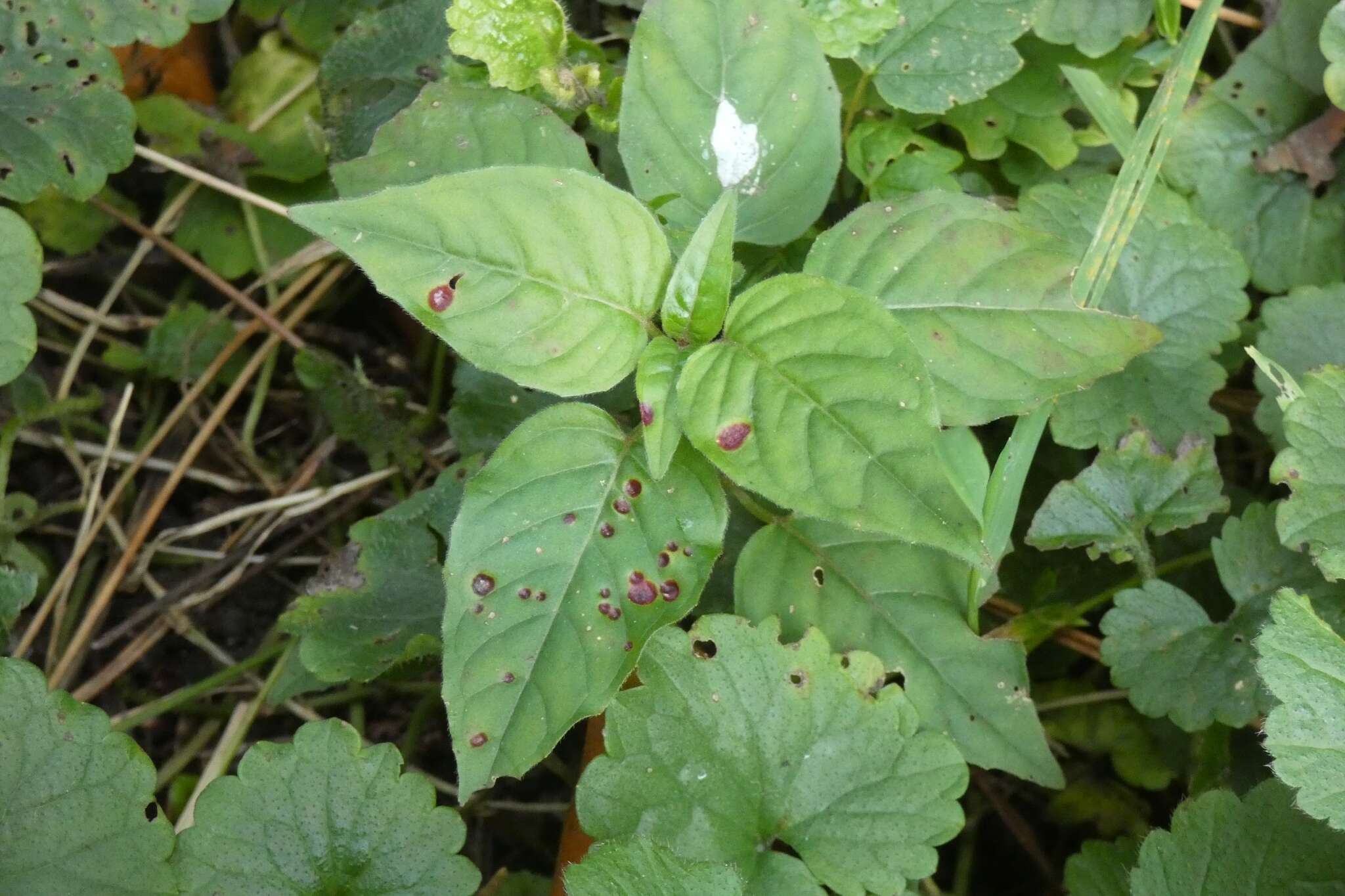 Image of Puccinia circaeae Pers. 1794