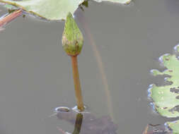 Image of dotleaf waterlily