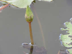 Image de Nymphaea pulchella DC.