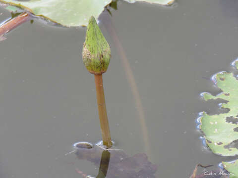 Image de Nymphaea pulchella DC.