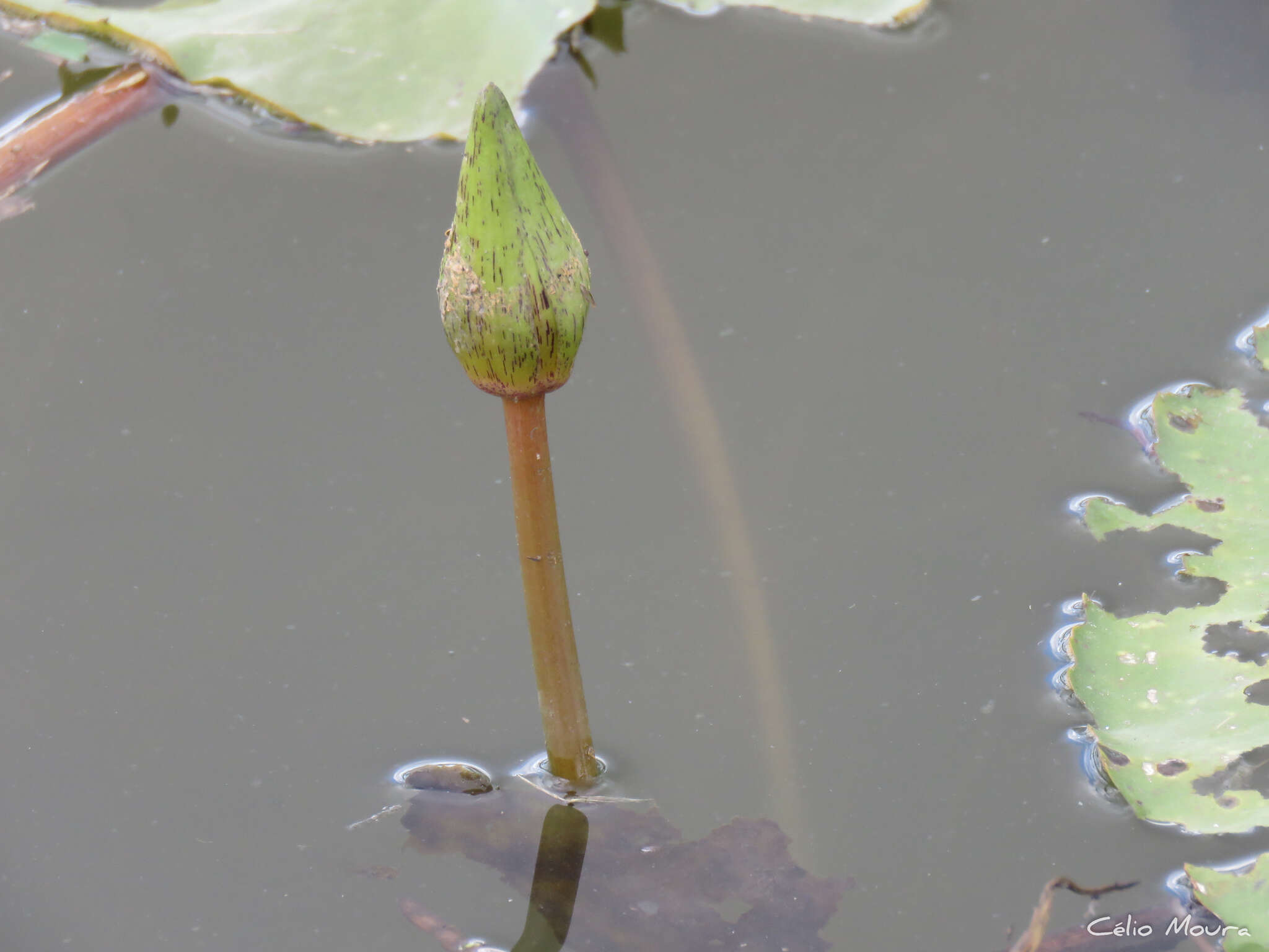 Image of dotleaf waterlily