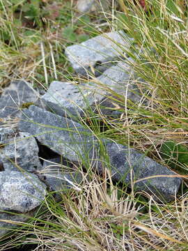 Image of Rytidosperma setifolium (Hook. fil.) Connor & Edgar