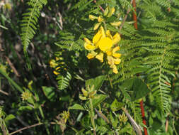 Image of Rhynchosia cooperi (Baker fil.) Burtt Davy