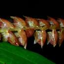 Imagem de Dendrochilum imbricatum Ames