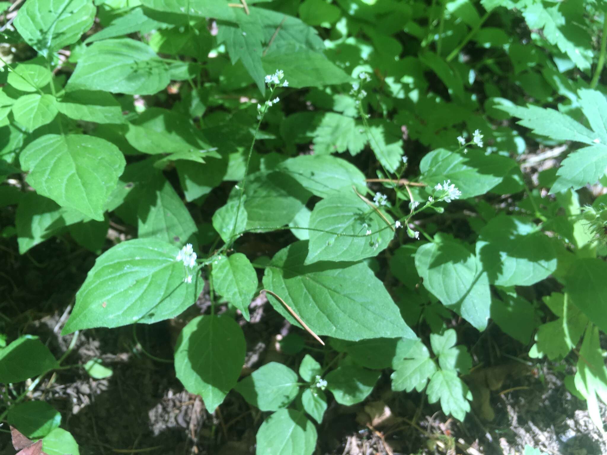 Image of small enchanter's nightshade