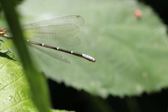 Image of Antiagrion Ris 1904