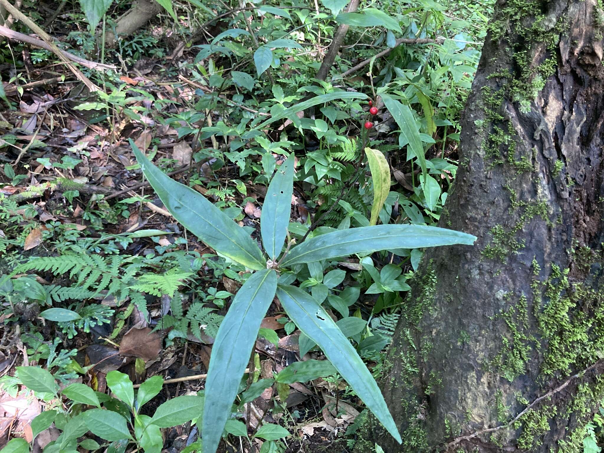 Imagem de Ardisia crispa (Thunb.) A. DC.