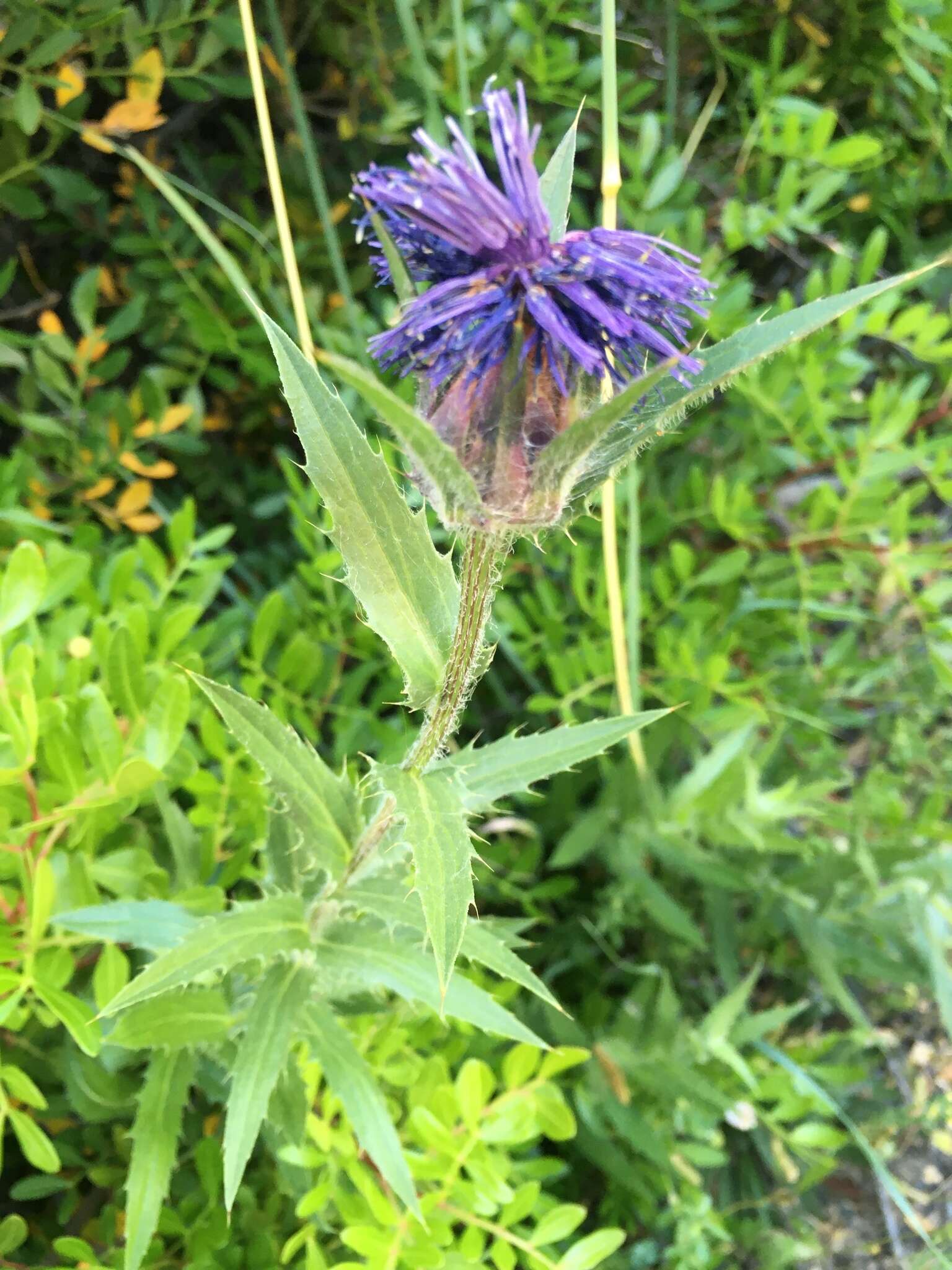 Plancia ëd Carduncellus caeruleus (L.) C. Presl