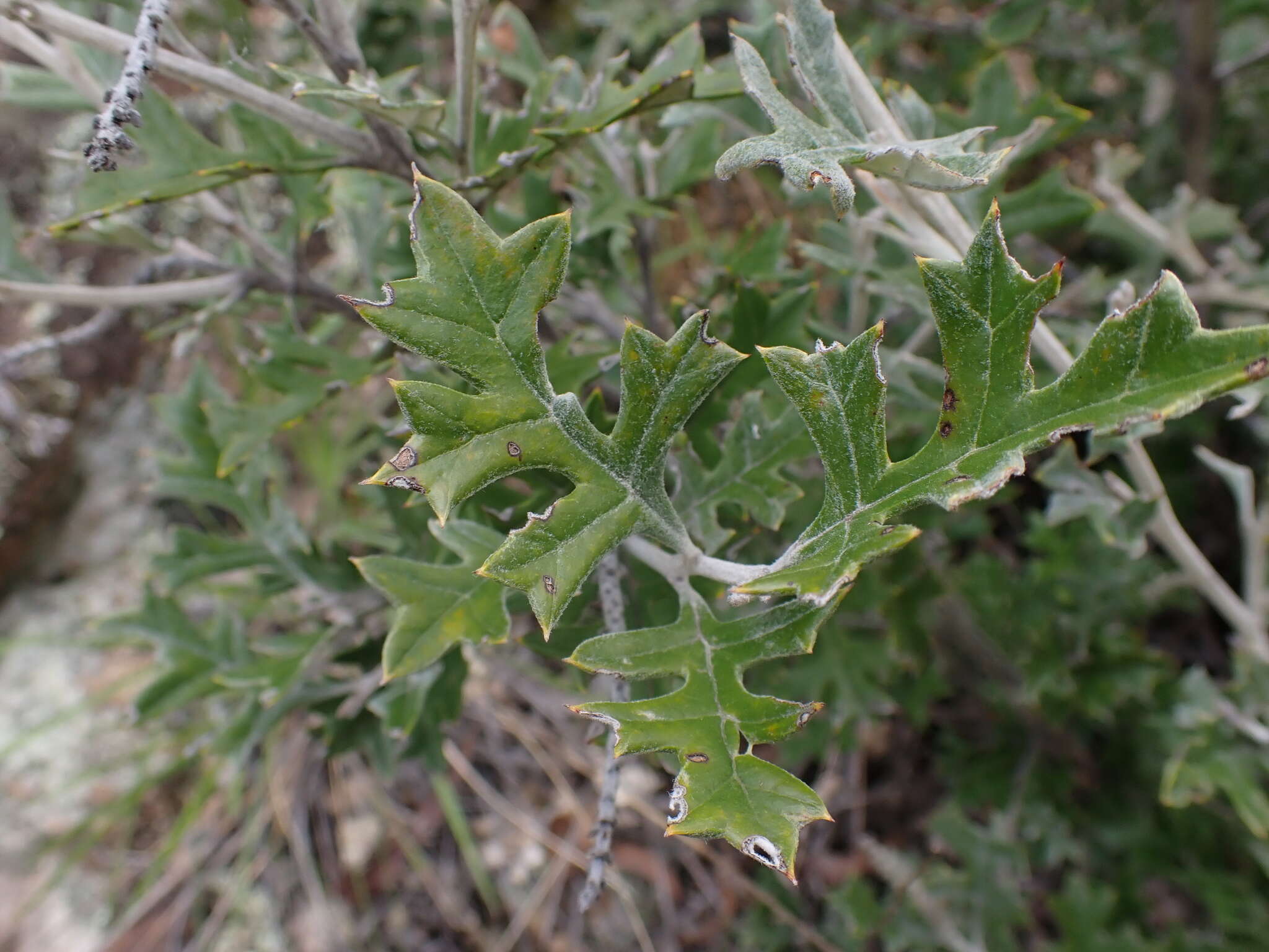 Image of Grevillea willisii R. V. Smith & Mc Gill.