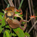 Image of Kachalola Reed Frog