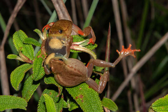 Image of Kachalola Reed Frog