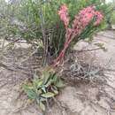 Image of Echeveria paniculata A. Gray