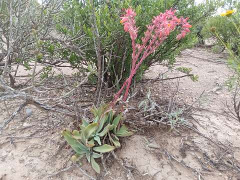 Image of Echeveria paniculata A. Gray