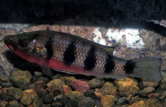 Image of Banded Jewelfish