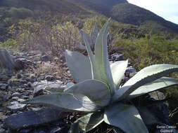 Слика од Agave guiengola Gentry