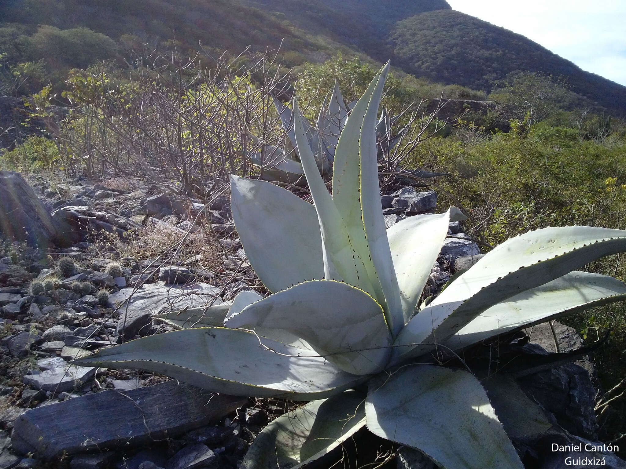 Image of Silvery agave