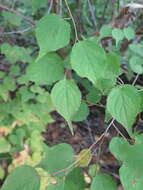 Слика од Prunus mandshurica (Maxim.) Koehne