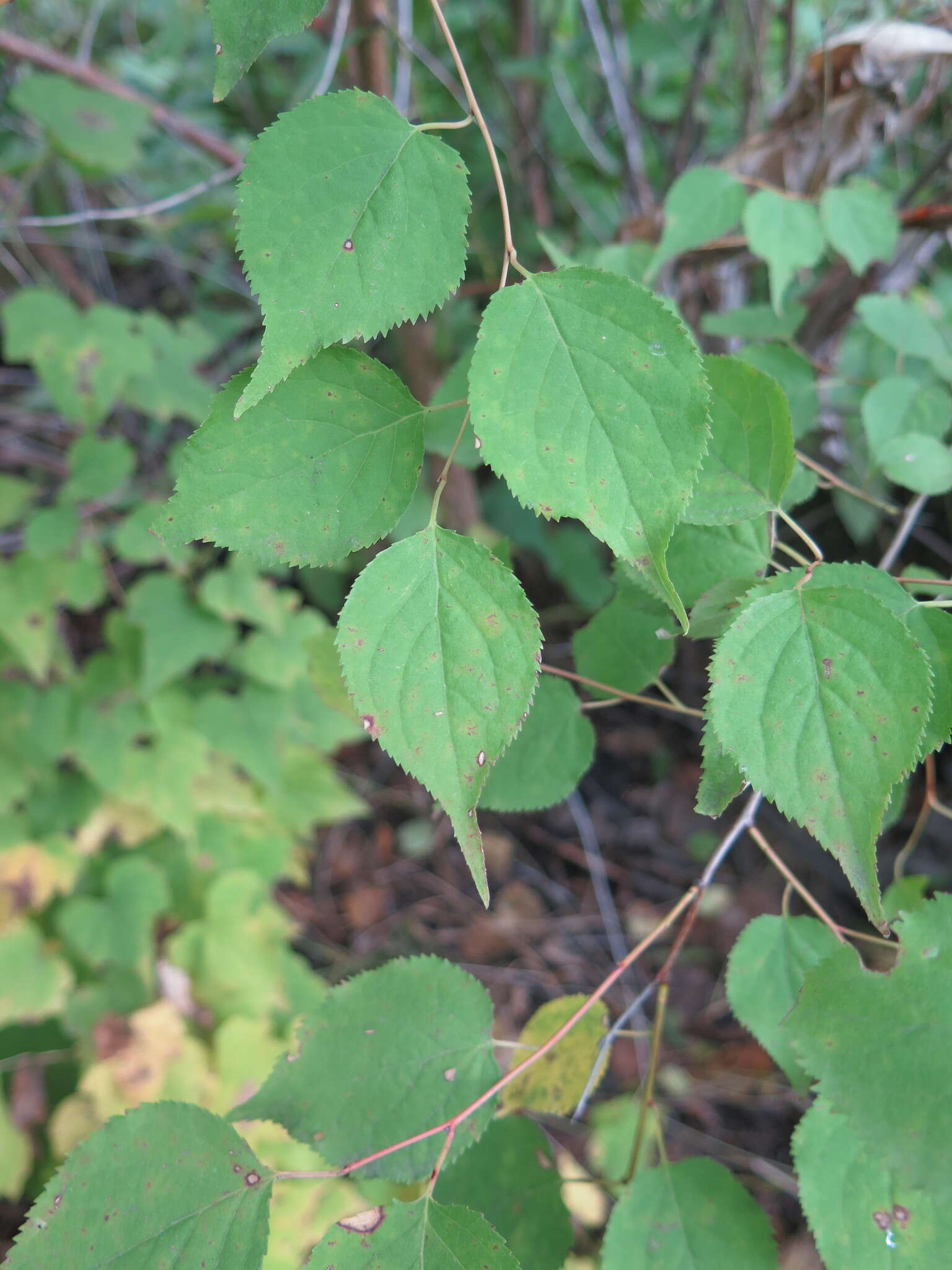 Слика од Prunus mandshurica (Maxim.) Koehne