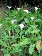 Image of calla lily