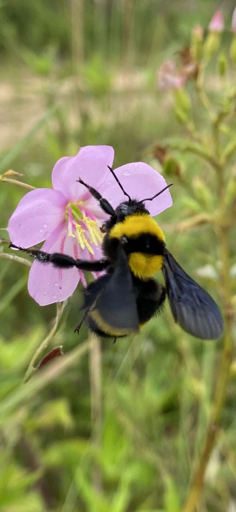 Imagem de Bombus transversalis (Olivier 1789)