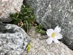 Imagem de Cerastium lithospermifolium Fisch.