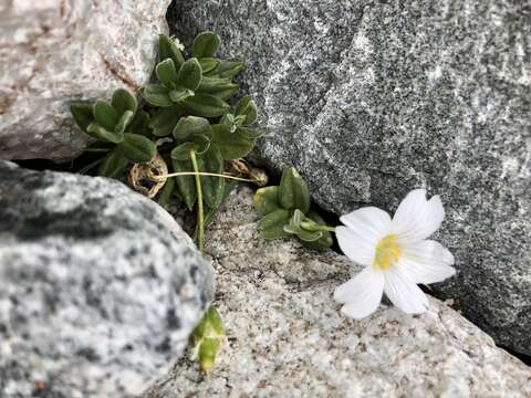 Image of Cerastium lithospermifolium Fisch.