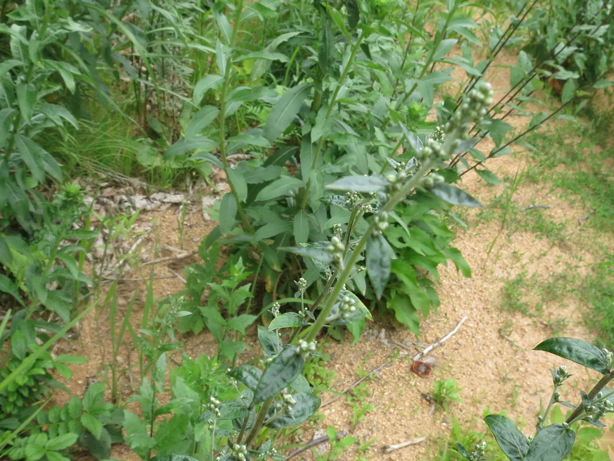 Image of Artemisia stolonifera (Maxim.) Kom.