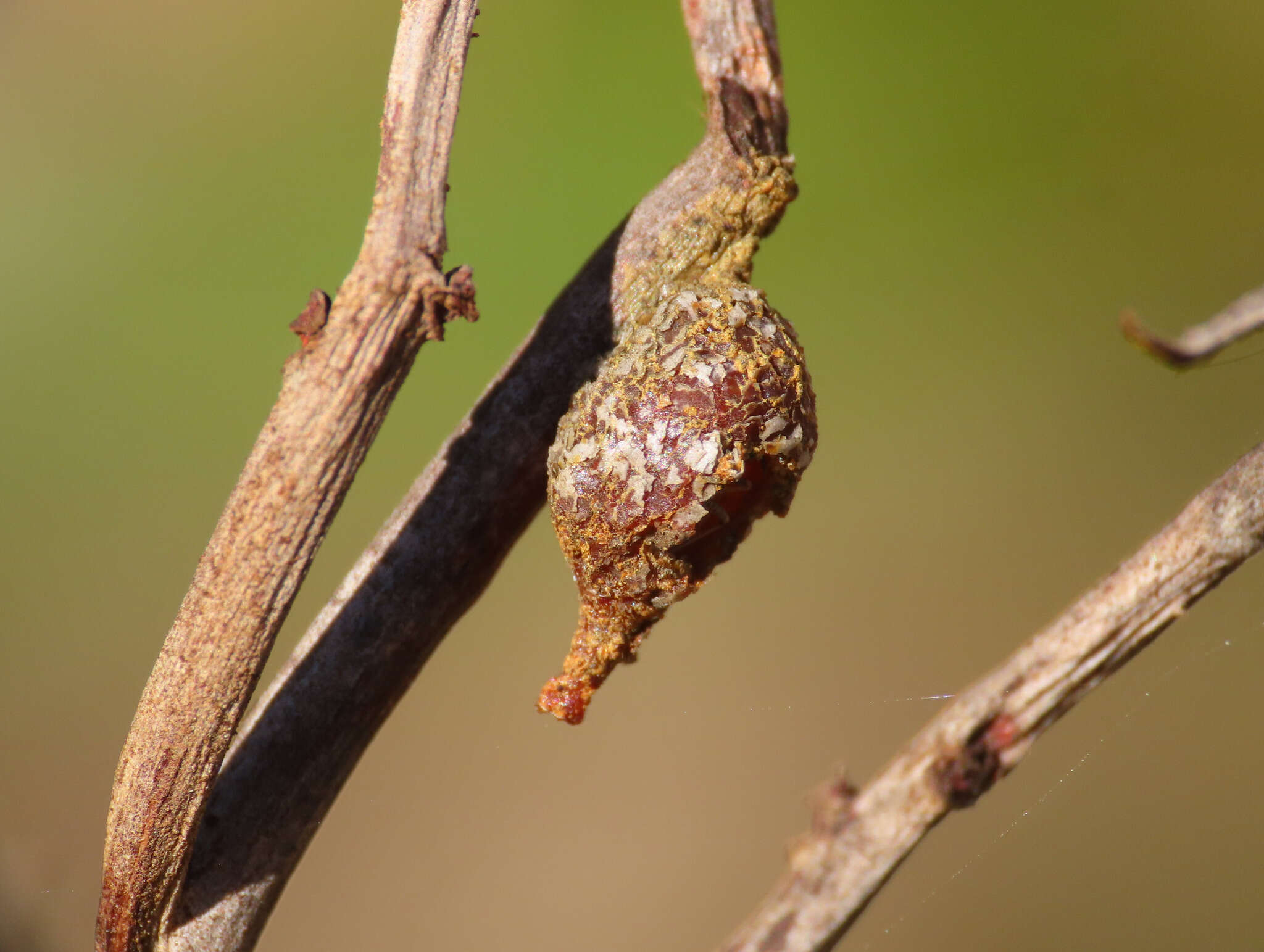 Image de Anthidiellum strigatum (Panzer 1805)