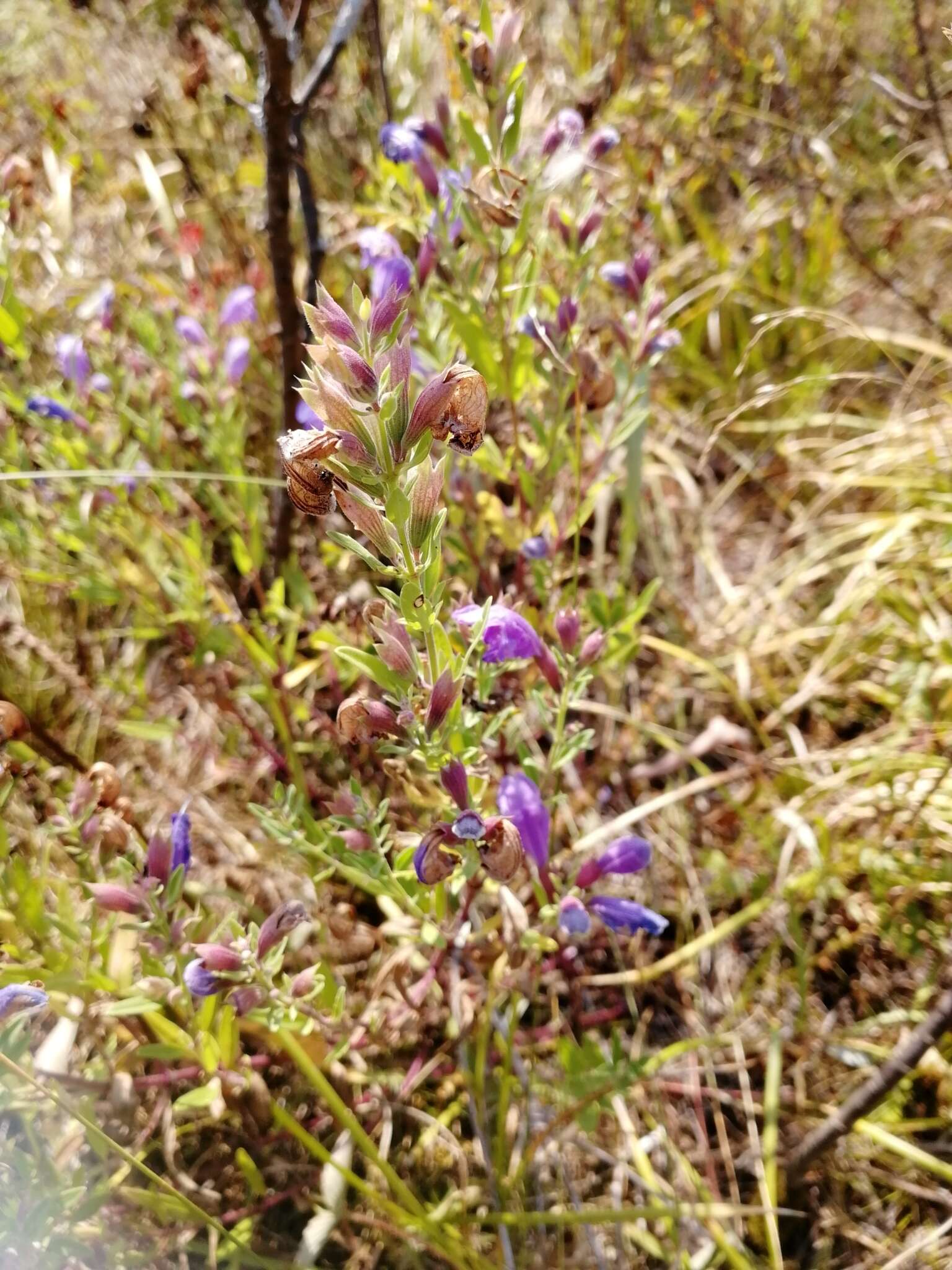 Image of Dracocephalum peregrinum L.