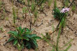 Imagem de Gerbera crocea (L.) Kuntze