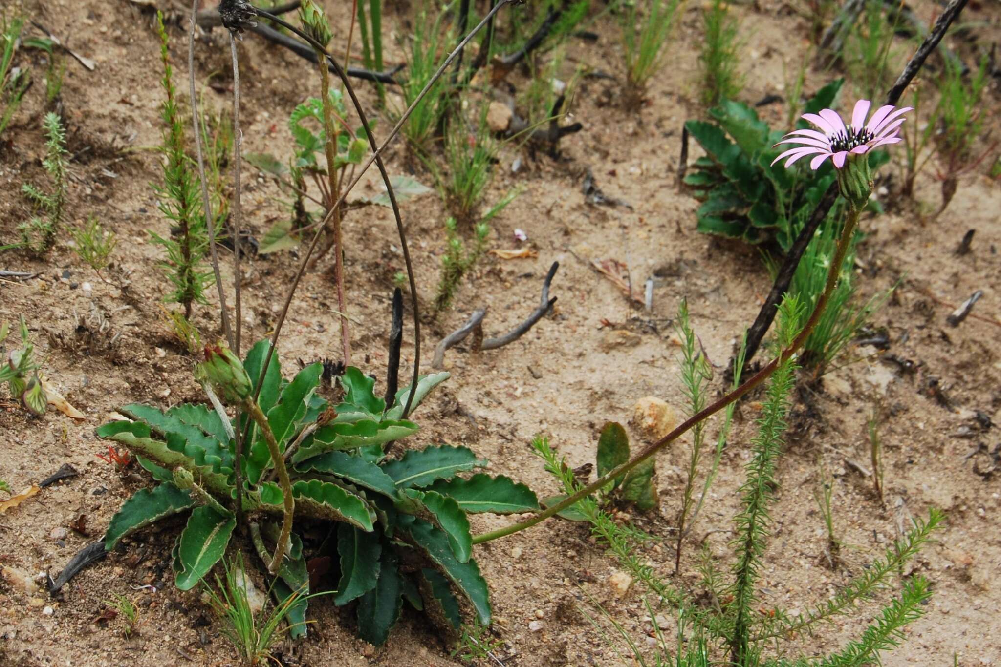 Gerbera crocea (L.) Kuntze的圖片