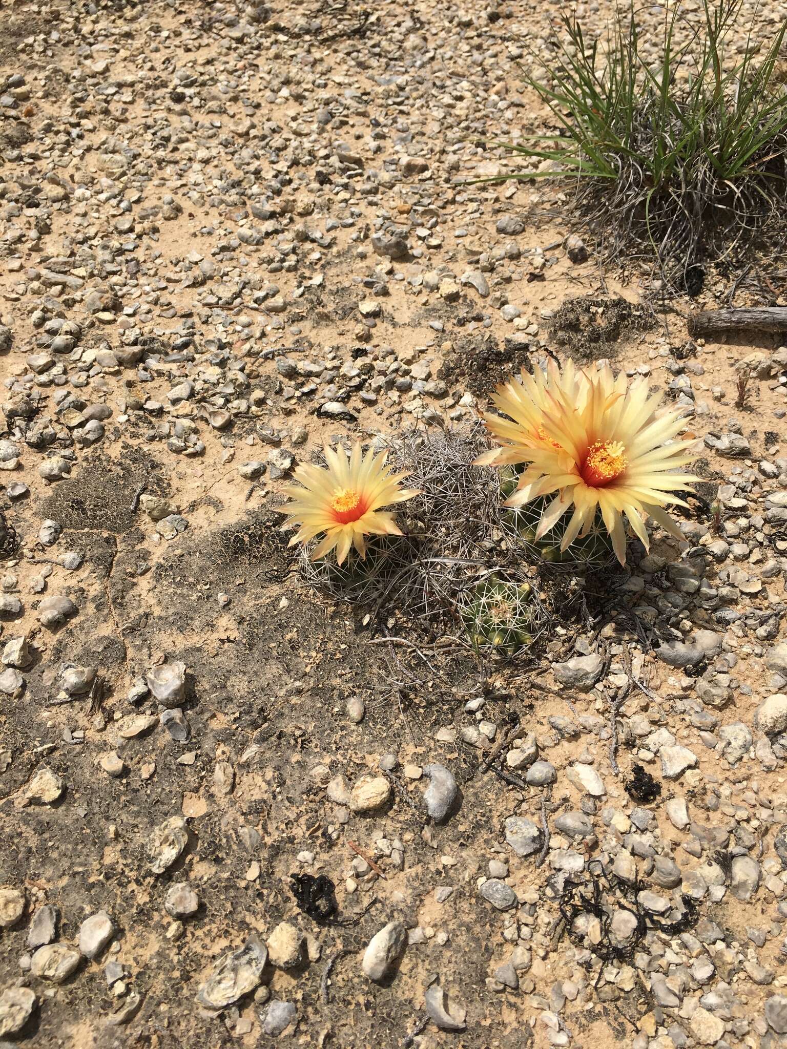 Image of pineapple cactus