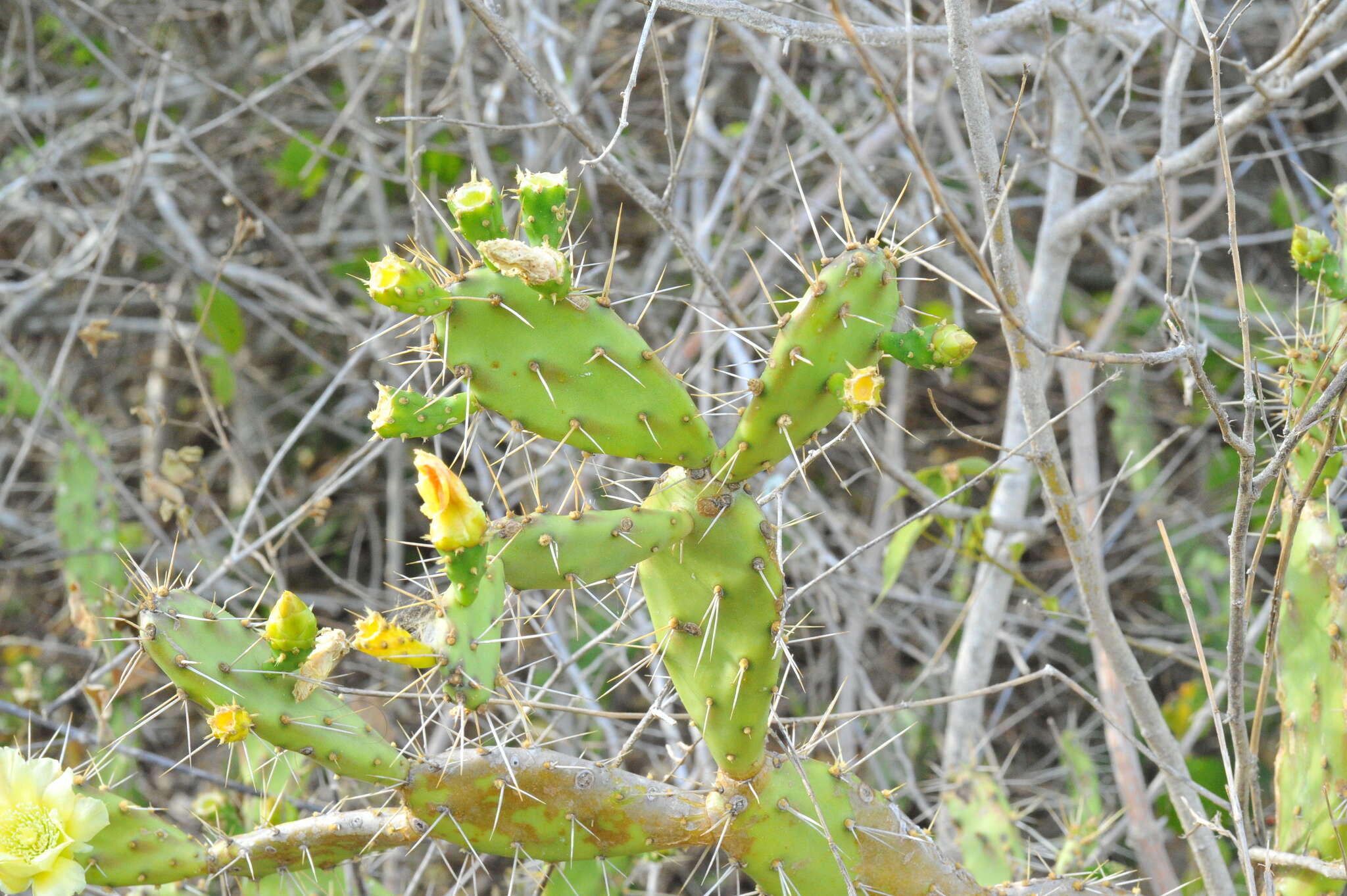 Opuntia triacanthos的圖片