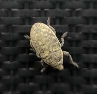 Image of Weevil