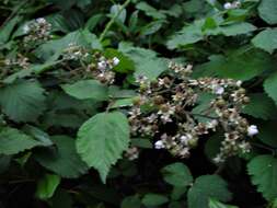 Image of Rubus dentatifolius (Briggs) W. C. R. Watson