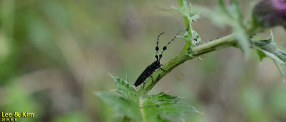 Image of Agapanthia (Epoptes) amurensis Kraatz 1879