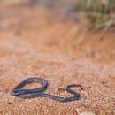 Image of Butler's Legless Lizard