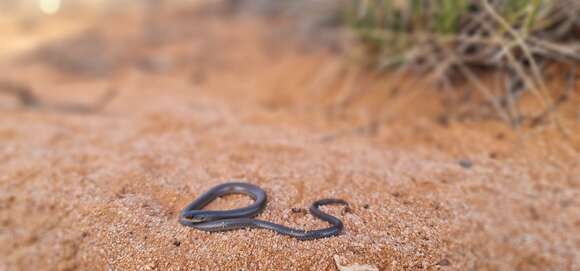 Image of Butler's Legless Lizard