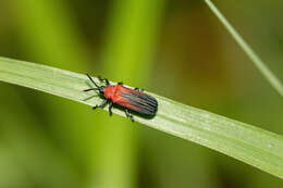 Plancia ëd Chalepus sanguinicollis (Linnaeus 1771)