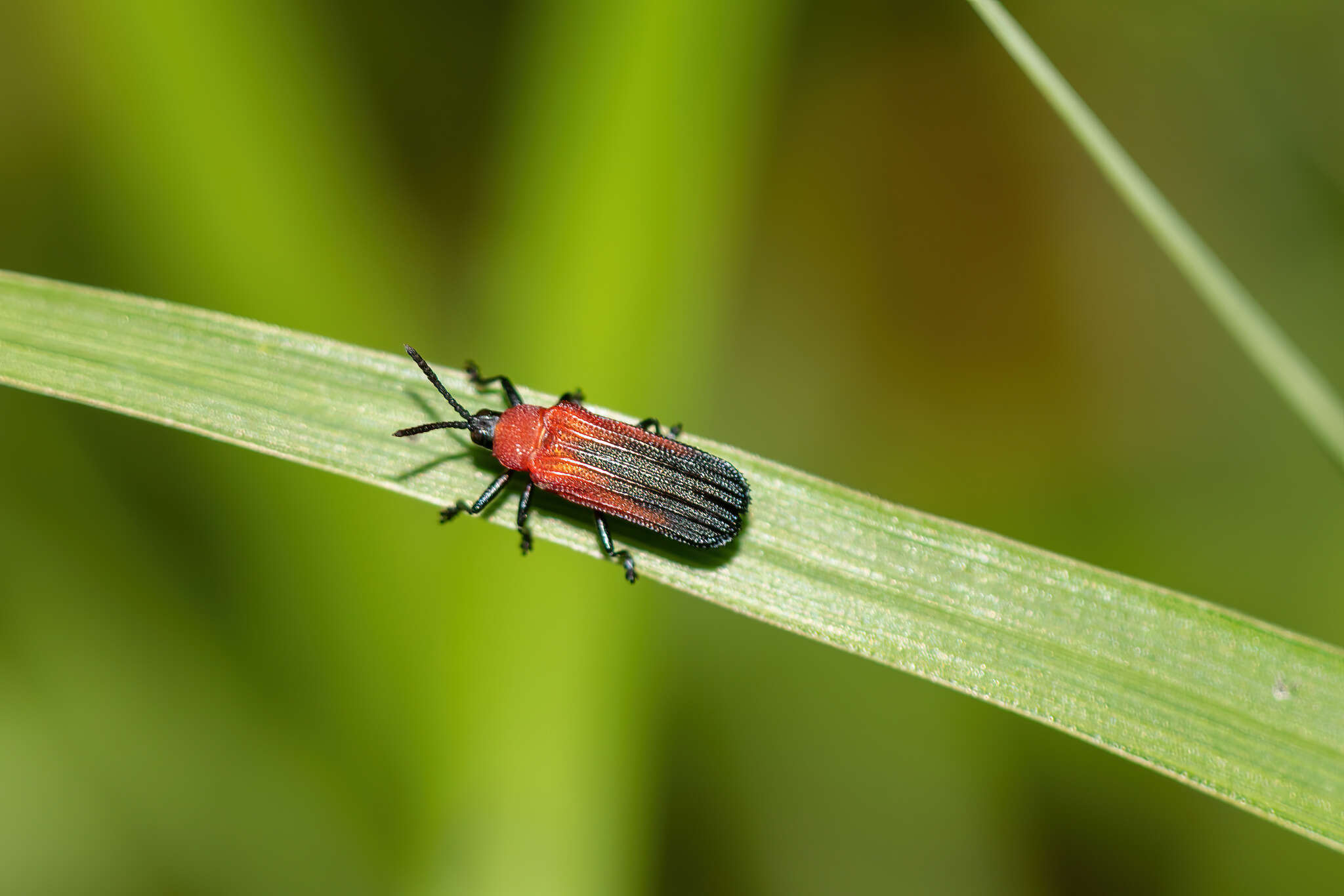 Plancia ëd Chalepus sanguinicollis (Linnaeus 1771)