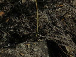 Image of Ornithogalum hispidum Hornem.