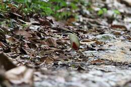 Image of Fairy Pitta