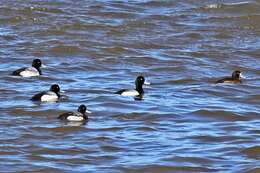 Image of Lesser Scaup