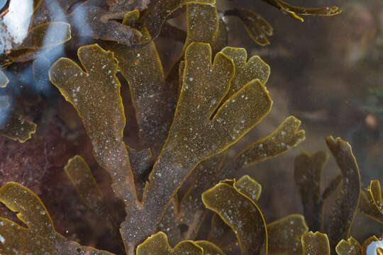 Image of Stoechospermum polypodioides