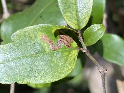 صورة Stigmella condaliafoliella (Busck 1900) Grossbeck 1917